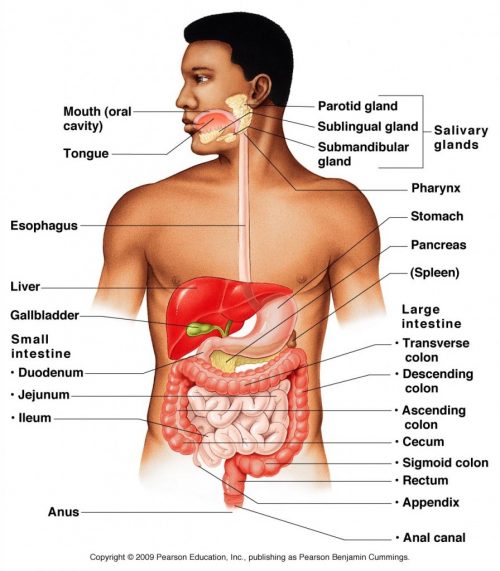 Improper Digestion Cause for Disease