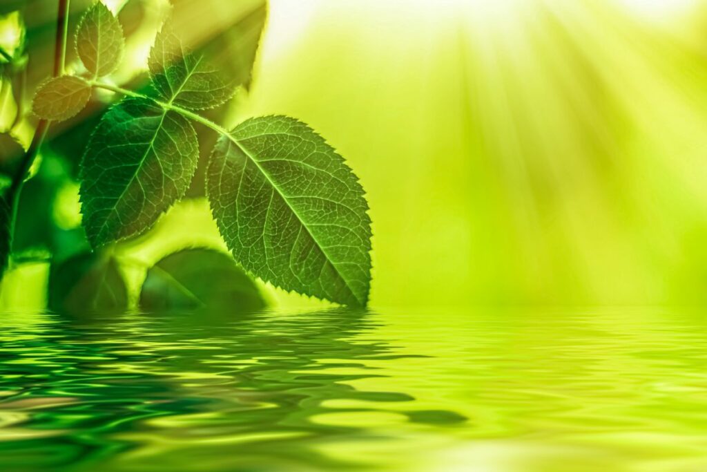 Role of Light and Water 